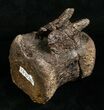 Edmontosaurus Caudal Vertebrae - South Dakota #5882-4